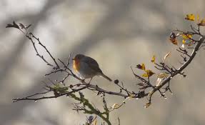pettirosso nella tradizione cock robin