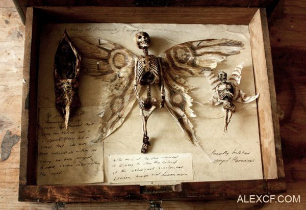 Il Merrylin Cryptid Museum – il mistero delle creature fatate