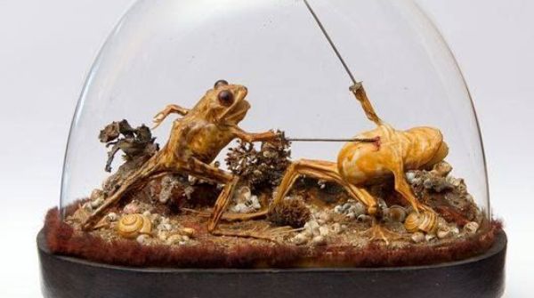 Stranezze vittoriane – la tassidermia vittoriana