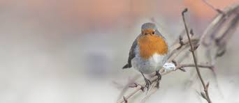 pettirosso nella tradizione cock robin