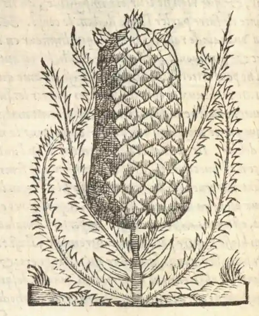 tavole inglesi