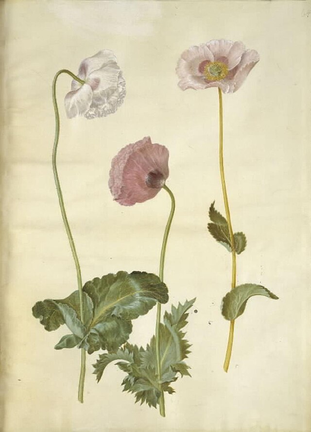 Cordiale di Godfrey