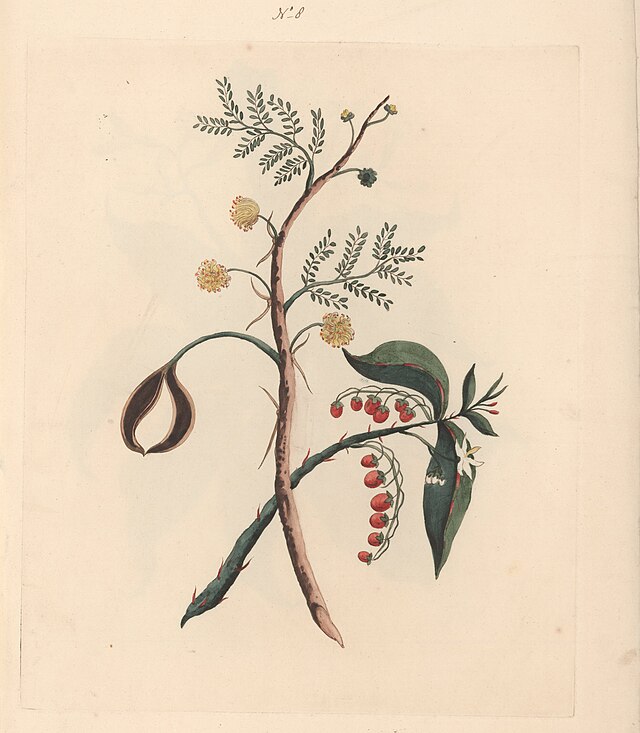 La mimosa nell’Inghilterra dell’Ottocento